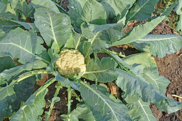 Cauliflower growing in the field