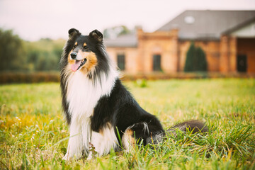 Obraz na płótnie Canvas Tricolor Rough Collie, Funny Scottish Collie, Long-haired Collie, English Collie, Lassie Dog Posing Outdoors Near Old House