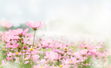 A soft focus grassy meadow of pink cosmos flowers in a field with bokeh blurred background copy space