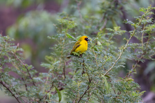 R&uuml;ppell's Weaver (Ploceus galbula). Golden Weaver looking for meeting  