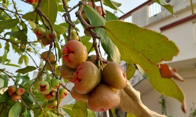Fruit on a tree