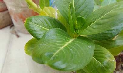 fresh spinach leaves