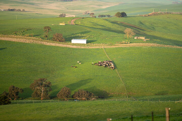 Beef cows and calfs grazing on grass in south west victoria, Australia. eating hay and silage....