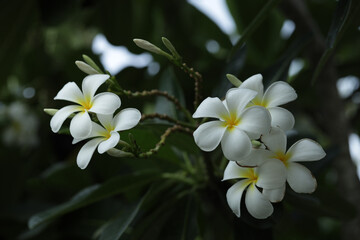 Naklejka na ściany i meble white frangipani flowers and fresh green leaves.Plumeria, Temple Tree, Graveyard Tree.