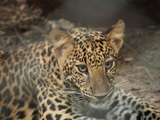 Fototapeta na wymiar Leopard portrait. Jungle wildlife animals