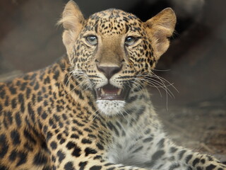 Leopard portrait. Jungle wildlife animals