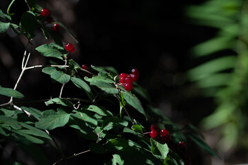 Feuille en sous bois