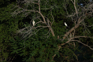 two egrets standing on a tree
