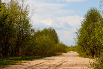 Fototapeta na wymiar Trees and bushes along straight rural dirt road in Russia