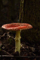 fly agaric mushroom