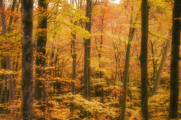 Yellow and orange trees in the Palatinate Forest of Germany on a fall day in Karlstal Gorge.