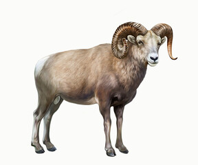 The bighorn sheep (Ovis canadensis)