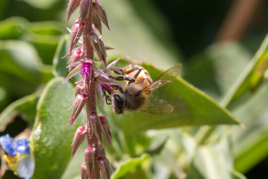 Honey bee in the journey of collecting  pollen and nectar