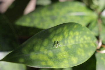 fly insect on the leaf