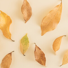 Autumn arrangement made of leaves on the bright background. Minimal flat lay concept.