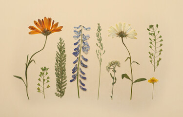 Pressed dried flowers and plants on beige background, flat lay. Beautiful herbarium