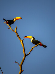 Fototapeta premium toucans in a tree with blue sky