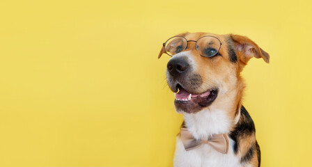 Back to school or university concept. Dressing up for halloween. An outbred dog dressed up butterfly and glasses on the yellow background.