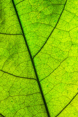 green macro leaf,Green leaves background. Leaf texture