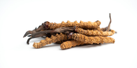 close up Ophiocordyceps sinensis or mushroom cordycep this is a herbs. Medicinal properties in the treatment of diseases.