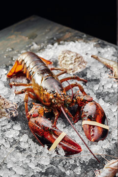 Fresh raw lobster on ice on dark textured background. Space for text. High quality photo
