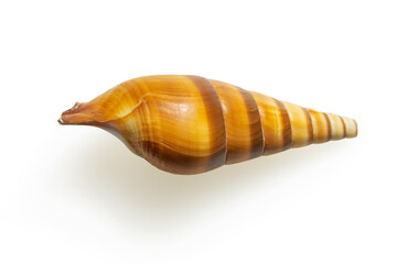 Isolated shell on white background