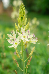 macro photography of a white flower in the park,  Asphodel branched, Natural background. Flowers background. Beautiful neutral colors..