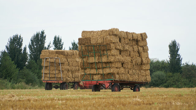Two flatbed bale wagon on the field with large stack of small square wheat straw bales