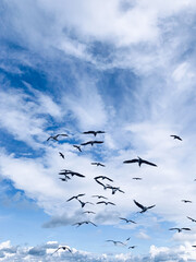 Big seagulls flying in the heavens 