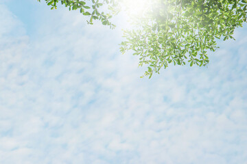 The garden is full of bright natural leaves and flowers