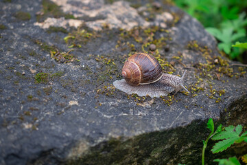 macro photography of snails after rain in summer