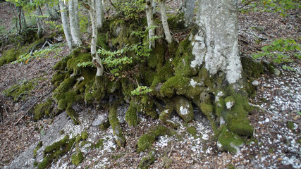 Albero lungo il sentiero sul monte Catria nelle Marche