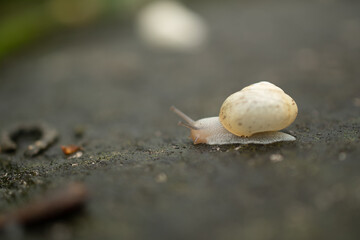 macro photography of snails after rain in summer