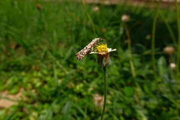 Utetheisa pulchella or Crimson-speckled flunky moth found in Khordha Odisha India
