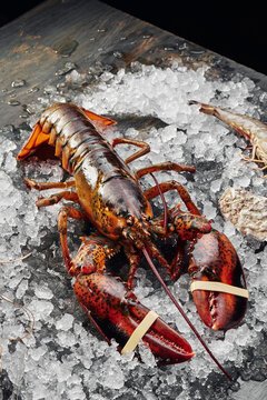 Fresh raw lobster on ice on dark textured background. Space for text. Top view. High quality photo