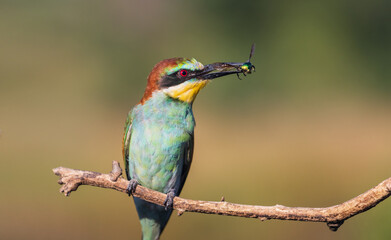 beautiful bird with a beetle in its beak