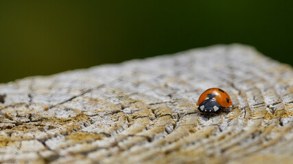 ladybird on the fence
