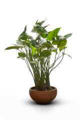 View of colocasia plant in clay brown pot on white back