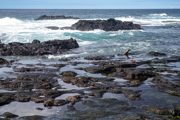 Fototapeta na wymiar waves crashing on rocks with sea lion, crabs and birds on the beach