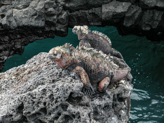 marine iguana on lava rocks in the Galápagos Islands