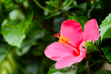 pink hibiscus flowers in the garden