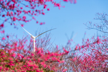 Under the blue sky, wind turbines stand on the mountains, and red cherry blossoms bloom in the green forest © chen