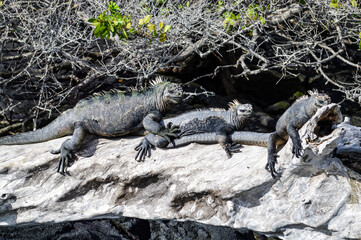 marine iguanas on the fallen tree