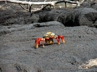 sally lightfoot crab on the beach