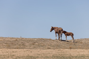 Wild Horse Mare and Foal in Spring in the Utah Desert 