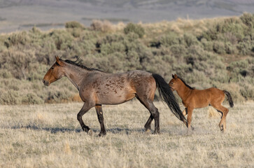 Obraz na płótnie Canvas Wild Horse Mare and Foal in Spring in the Utah Desert 
