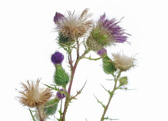Close up pink burdock flower and seeds with leaves isolated on white background, clipping path