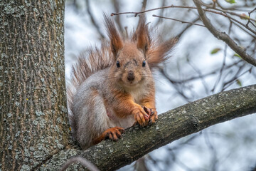 The squirrel with nut sits on a branches in the spring or summer.