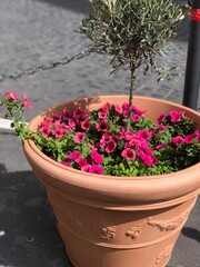 flowers in pots