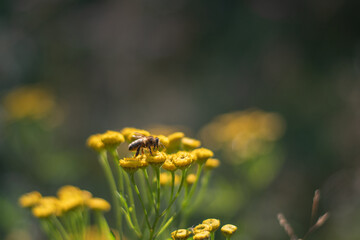 Closeup of yellow spring flowers on the ground in the sunlight across a fresh green morning background. Sunlight and honey bee on the flower